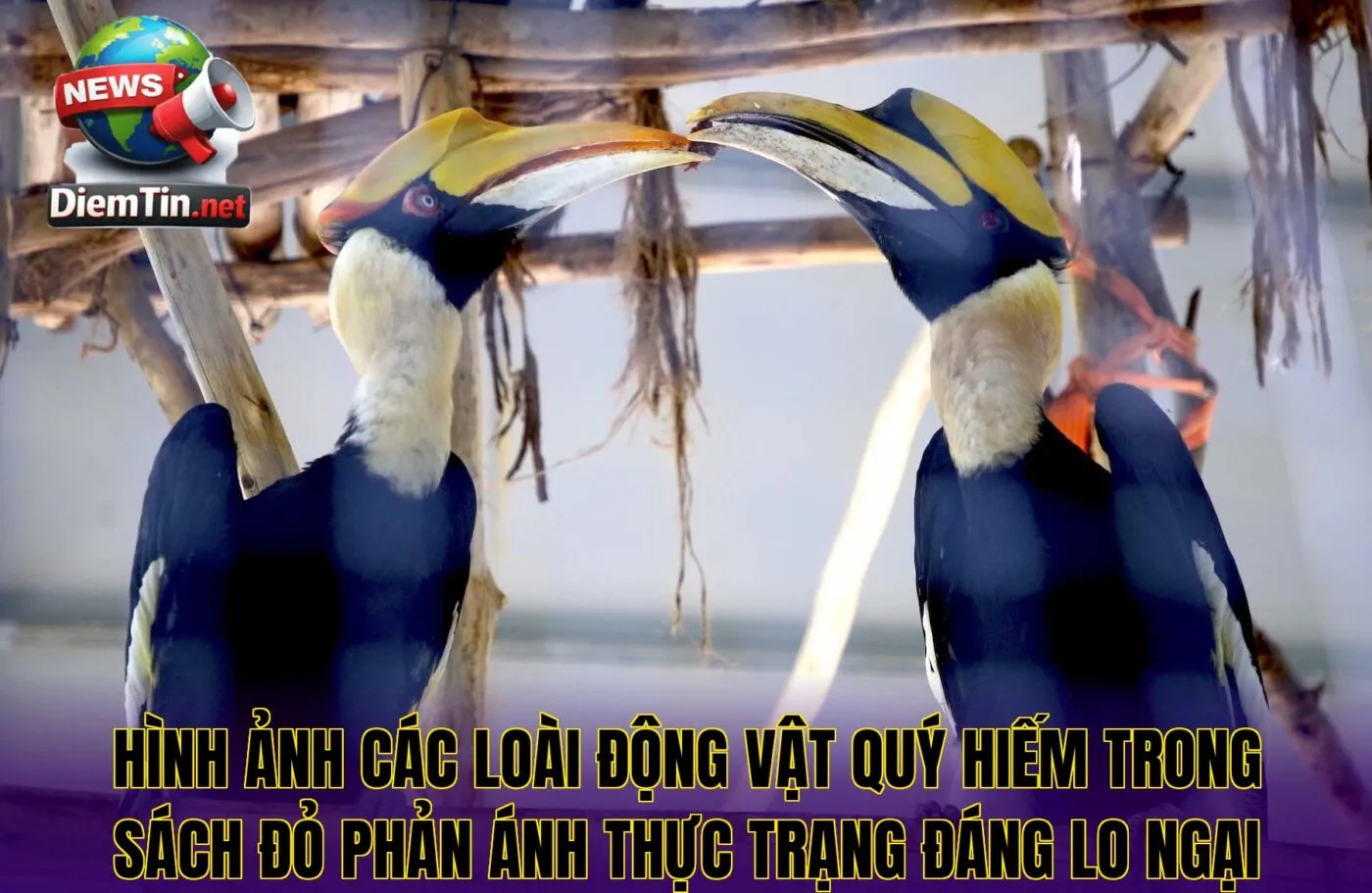 Hình ảnh các loài động vật quý hiếm trong sách đỏ phản ánh thực trạng đáng lo ngại
