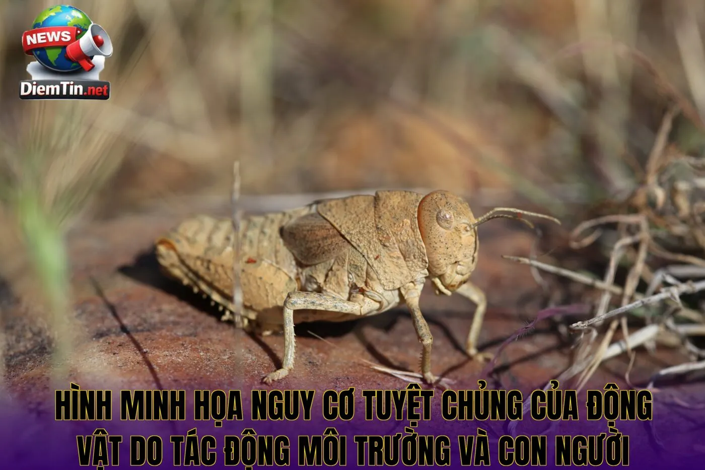 Hình minh họa nguy cơ tuyệt chủng của động vật do tác động môi trường và con người