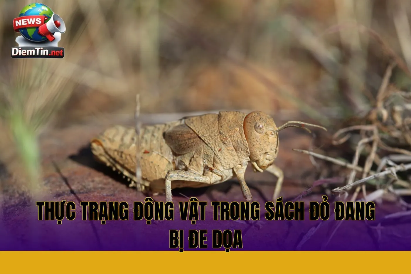thực trạng động vật trong sách đỏ đang bị đe dọa